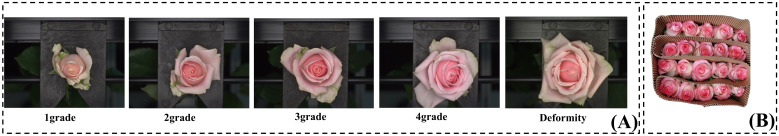 Figure 3