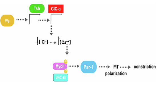 Figure 9