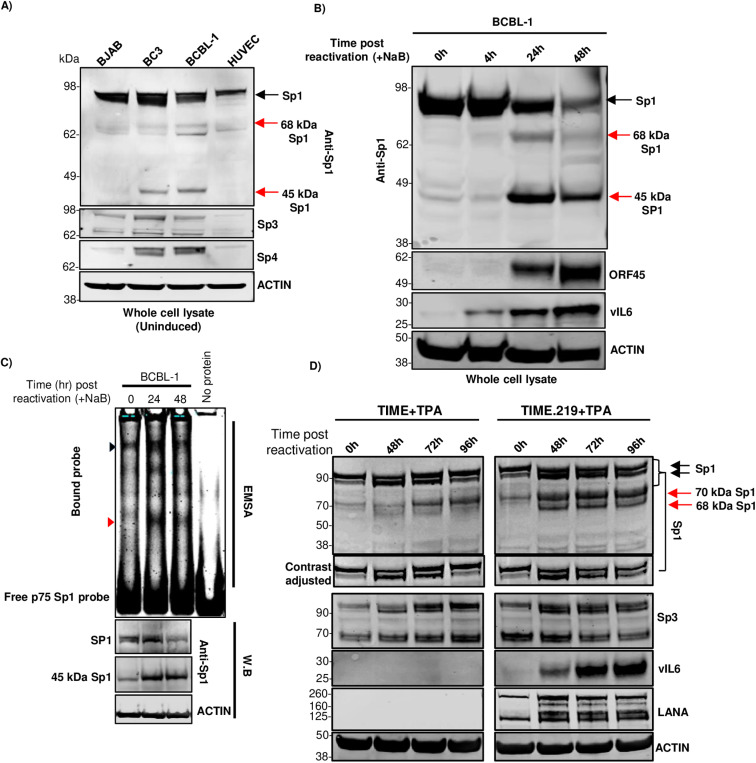 Fig 8