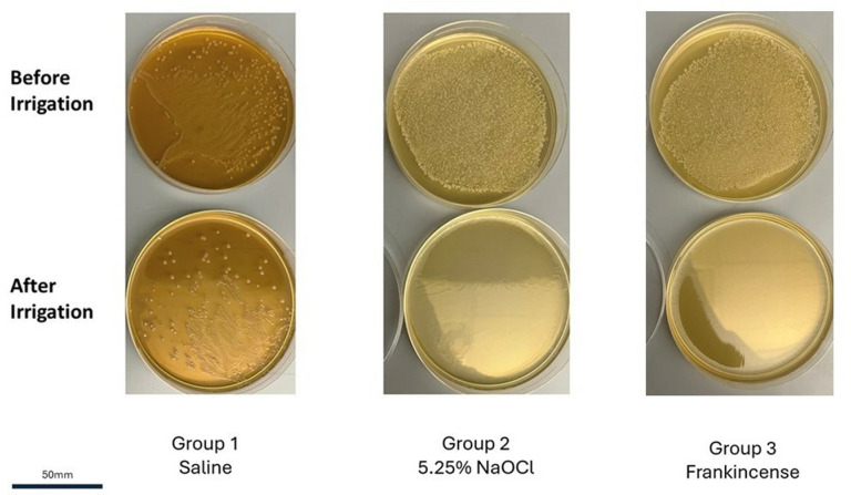 Fig 6
