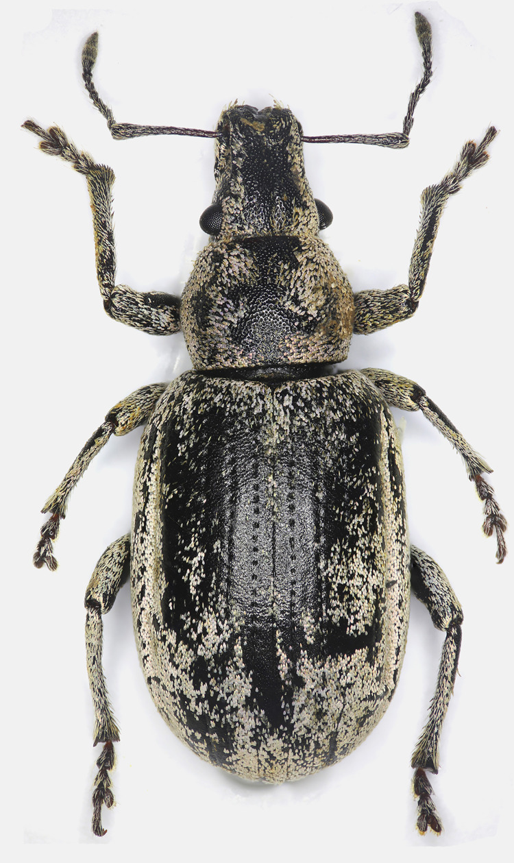 Figure 9