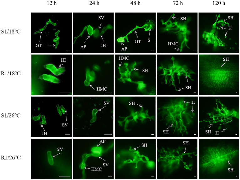 Figure 4