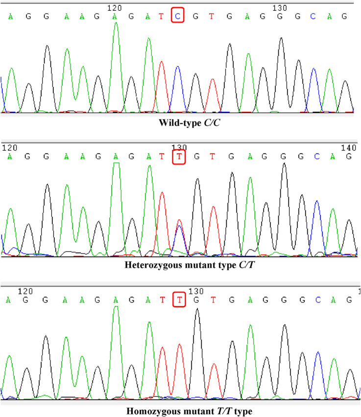FIGURE 1