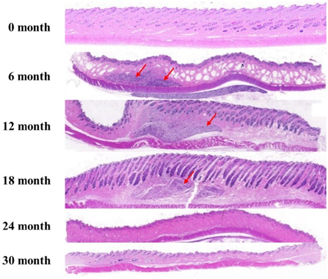 FIGURE 5