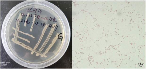 FIGURE 4