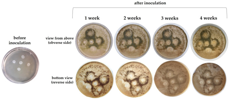 Figure 11