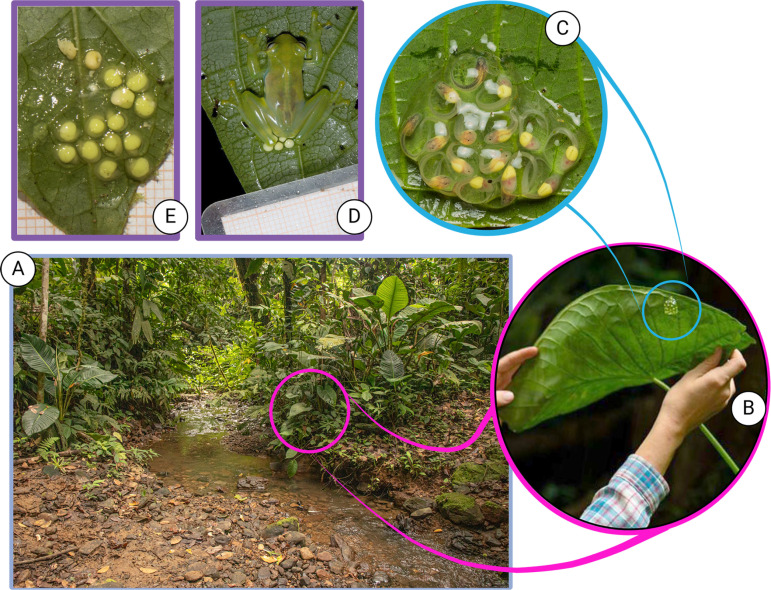 Fig 1