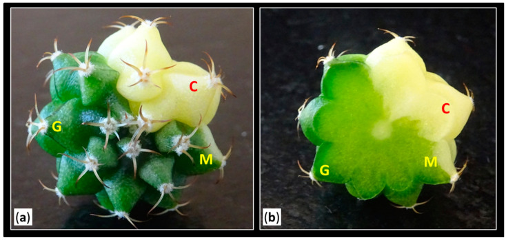 Figure 12
