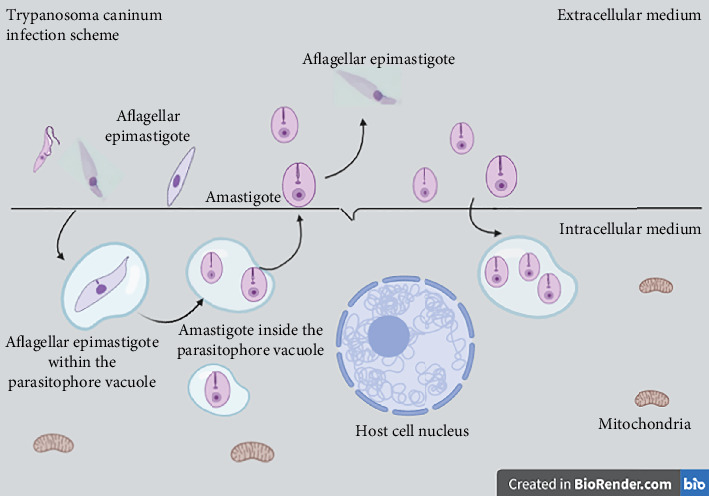 Figure 6