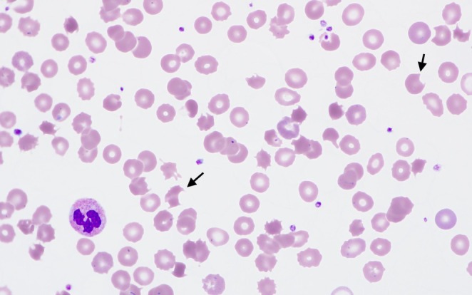 FIGURE 1