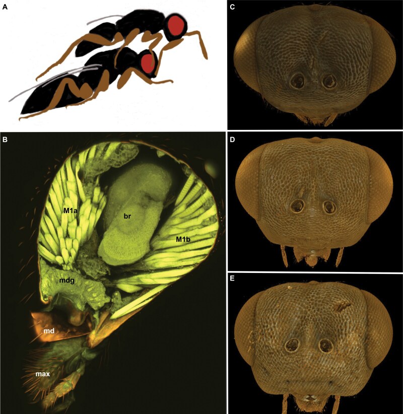 Fig. 1