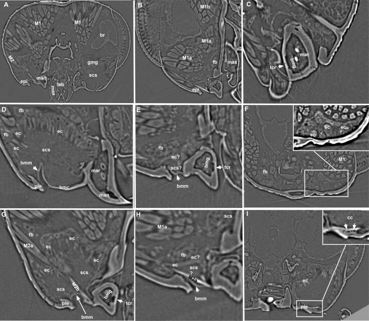 Fig. 7
