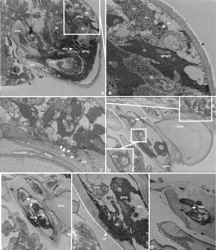 Fig. 8
