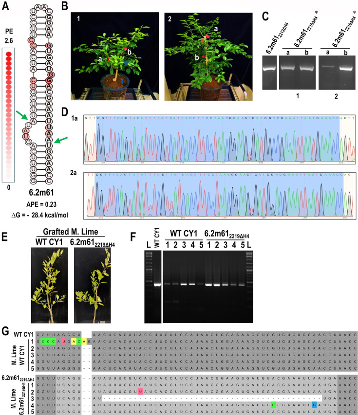 Fig 10
