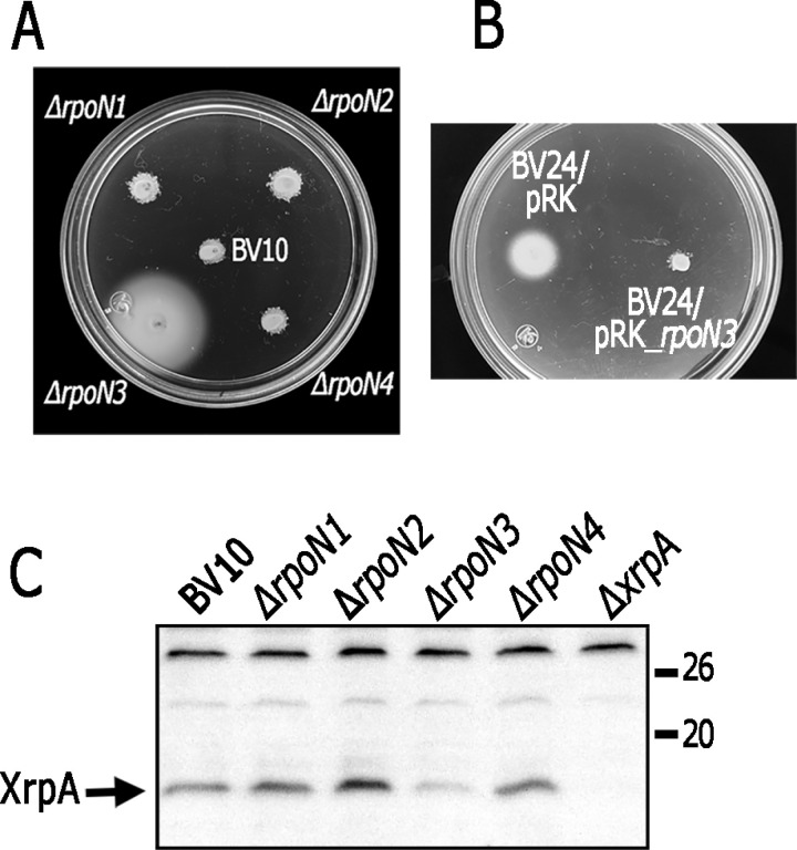 Fig 8