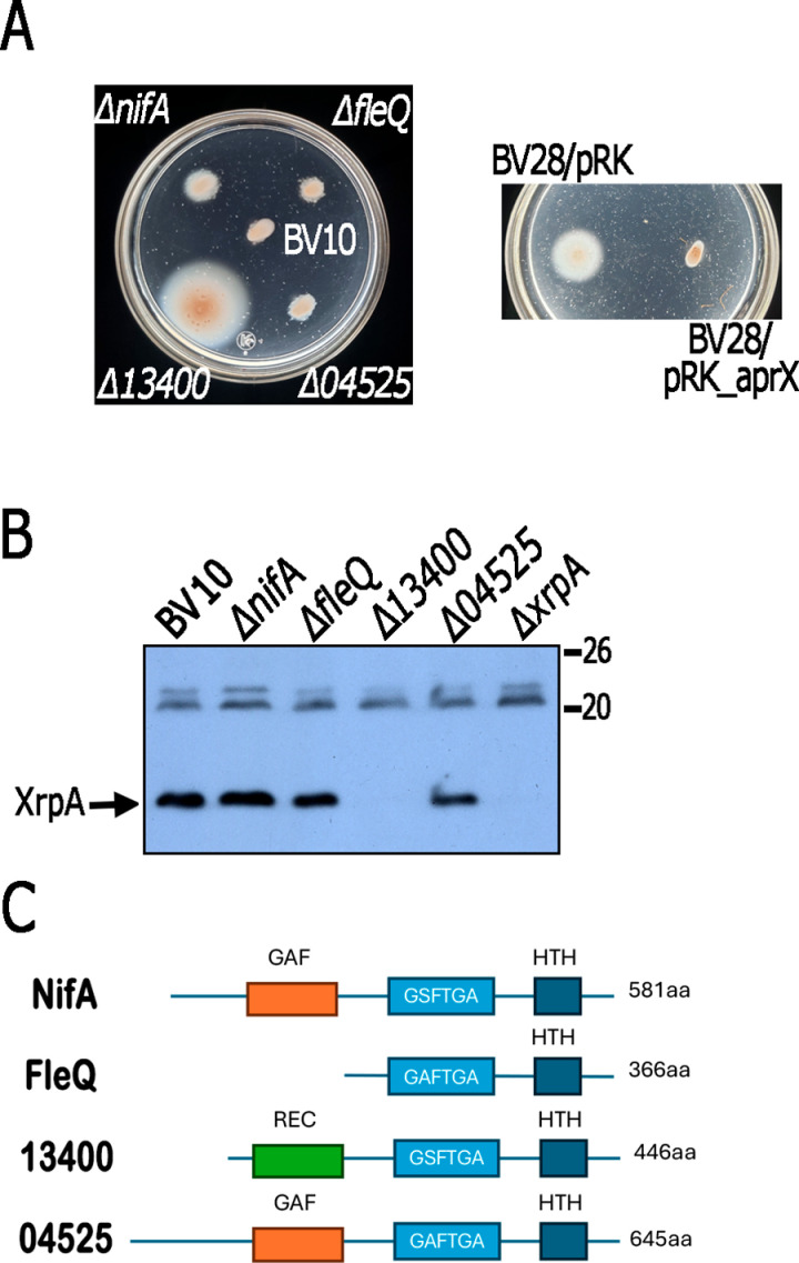 Fig 9