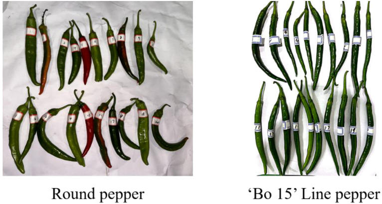 Figure 2