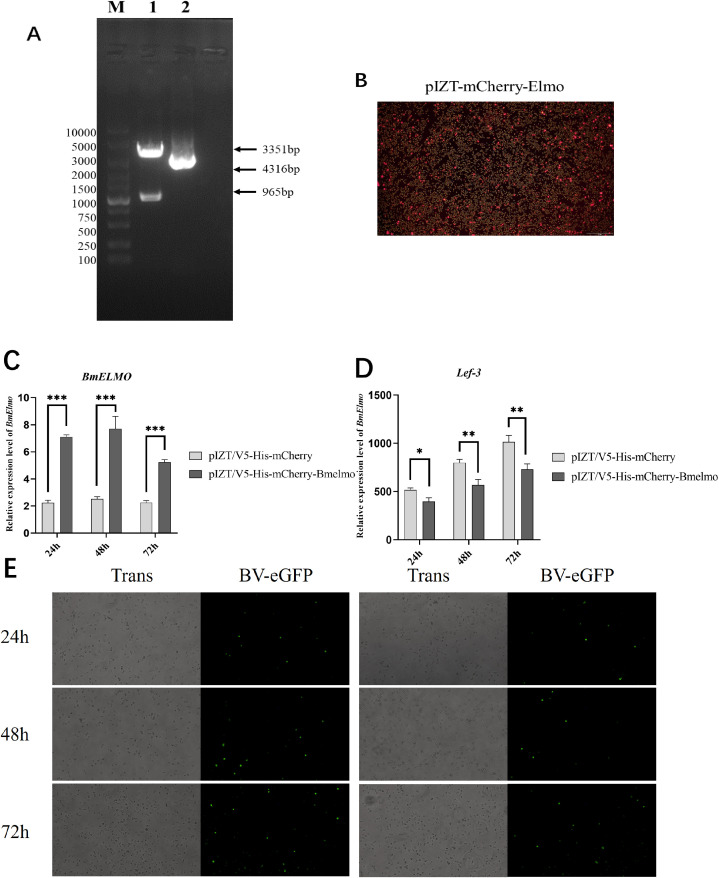 Figure 6