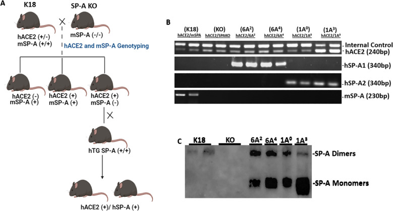 Figure 1
