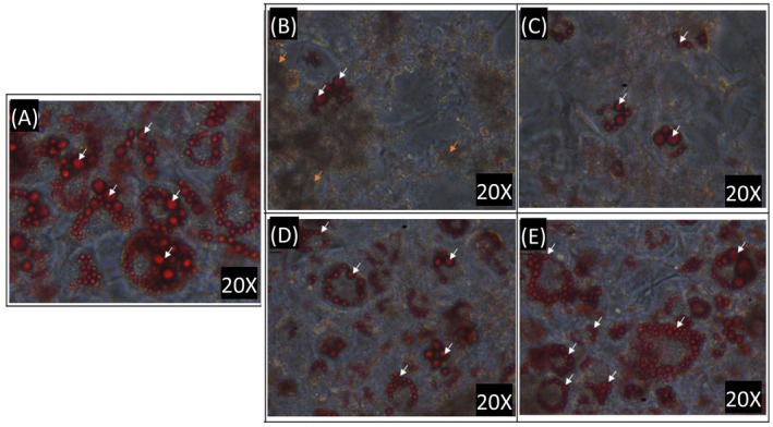 FIGURE 2