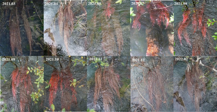 FIGURE 3