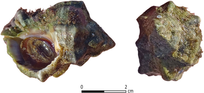 Fig 3