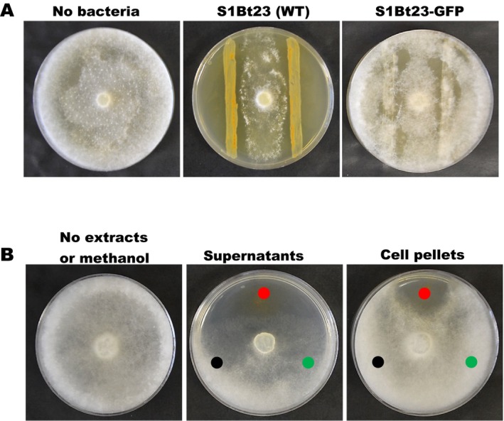 FIGURE 4