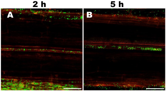 FIGURE 3