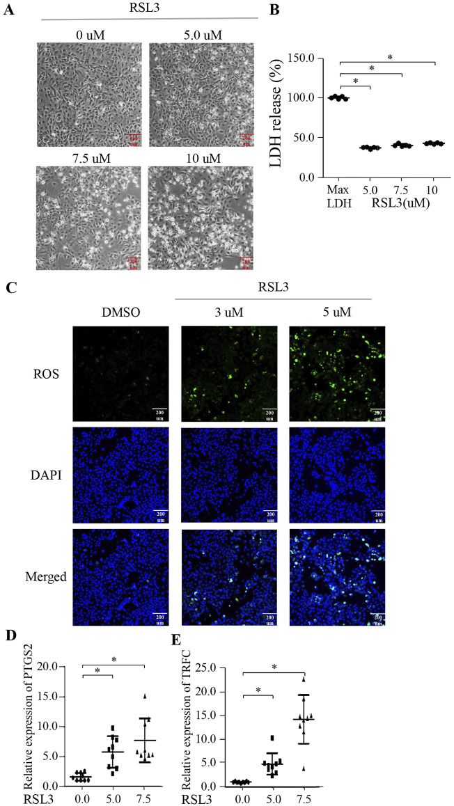 FIGURE 3