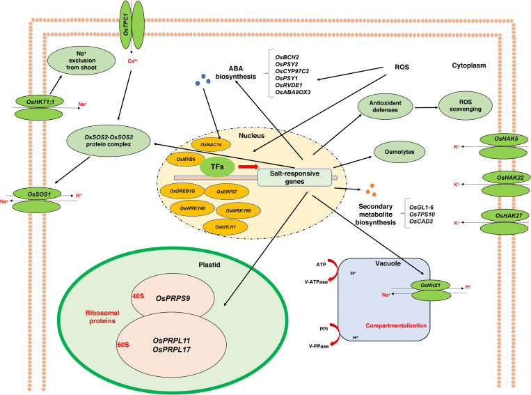 Figure 6