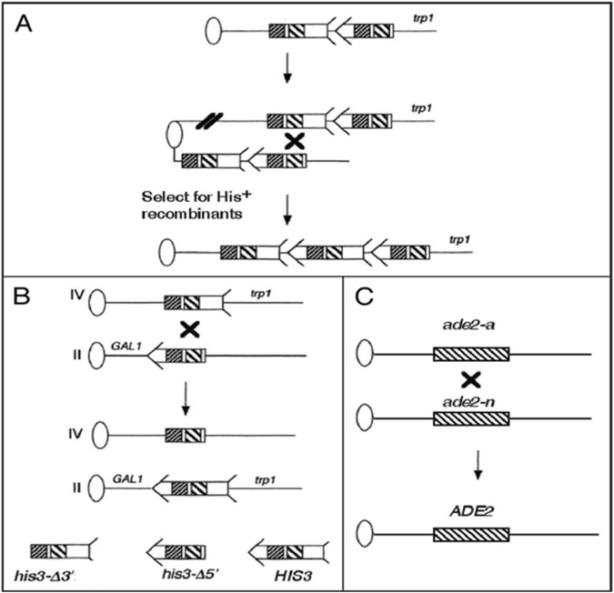 FIGURE 1