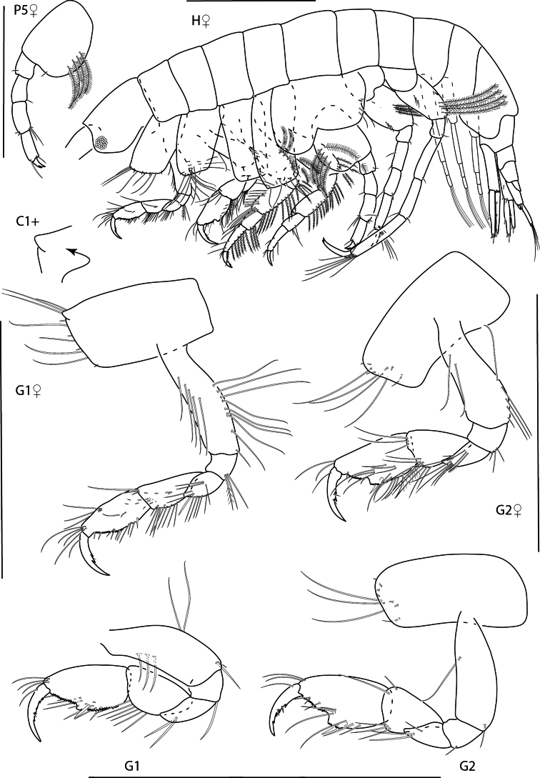 Figure 18