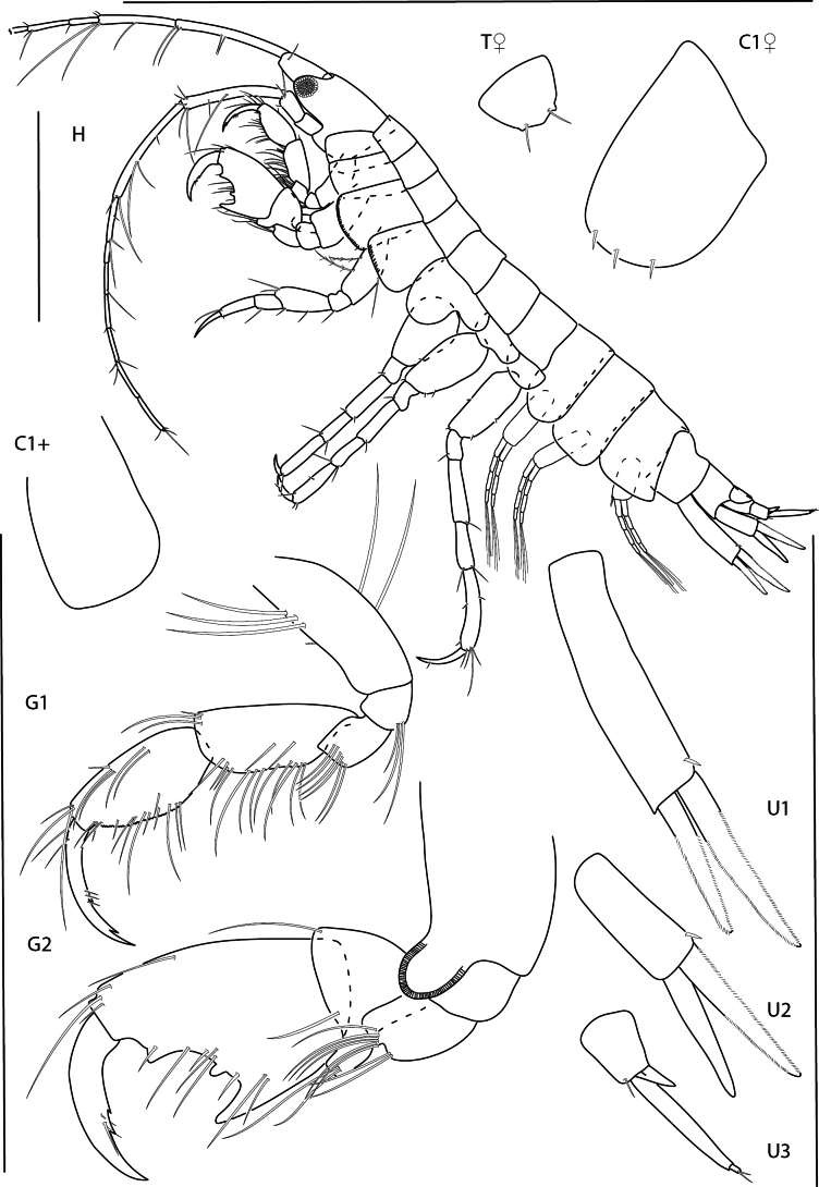Figure 21