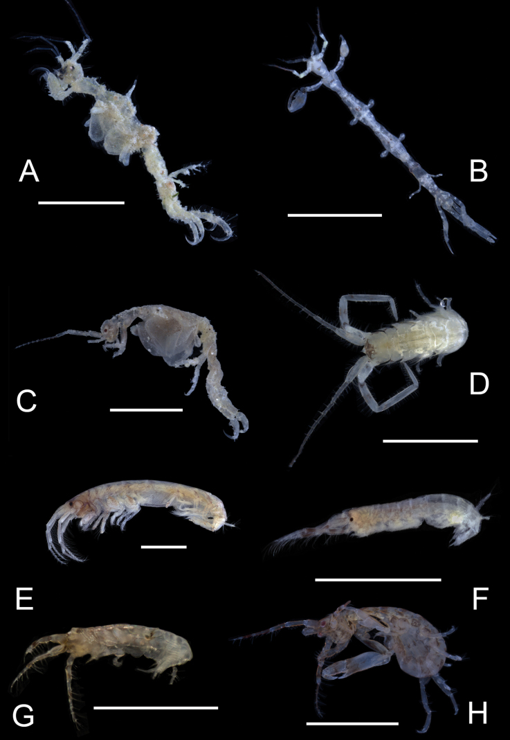 Figure 31