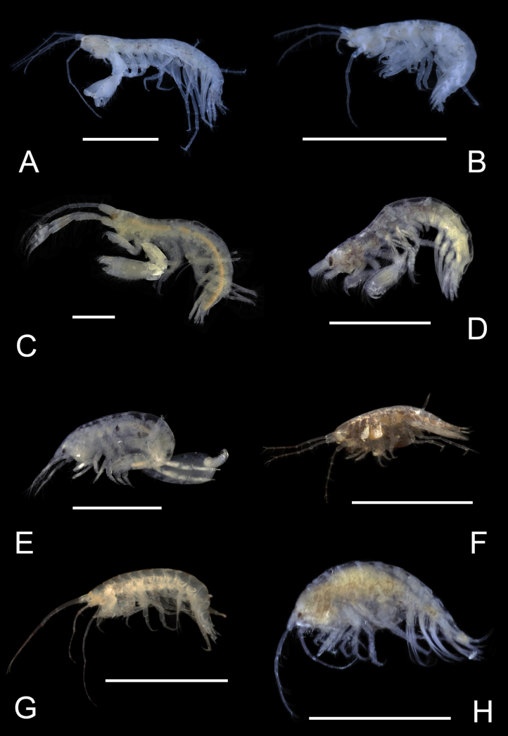 Figure 32