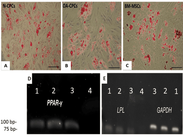 Figure 11