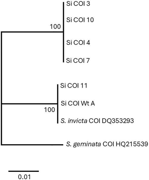 Figure 4