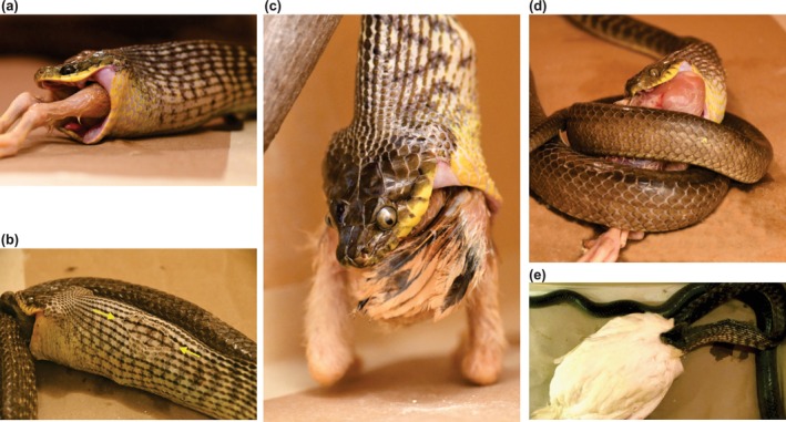 FIGURE 4