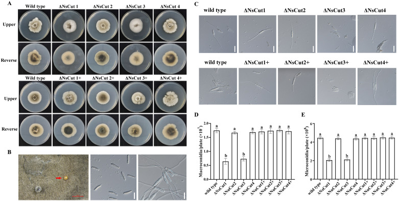 Figure 6