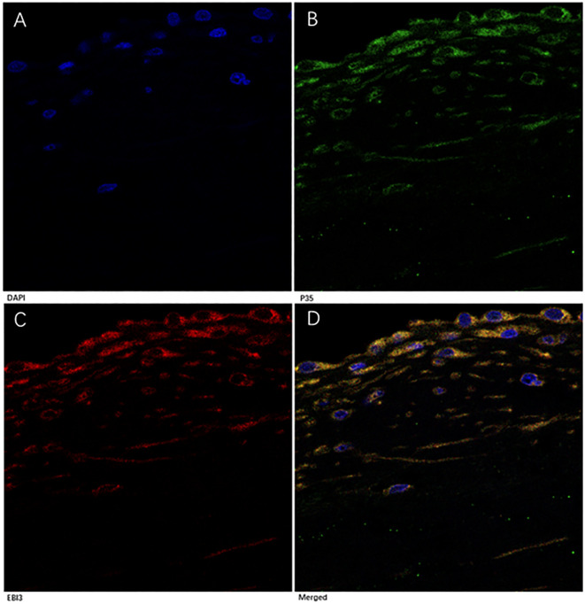 Figure 5