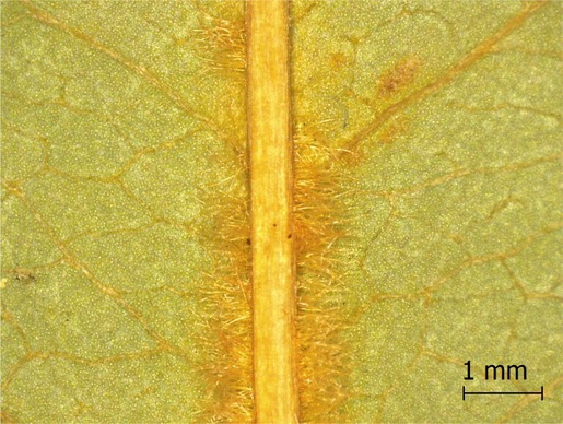 Figure 15