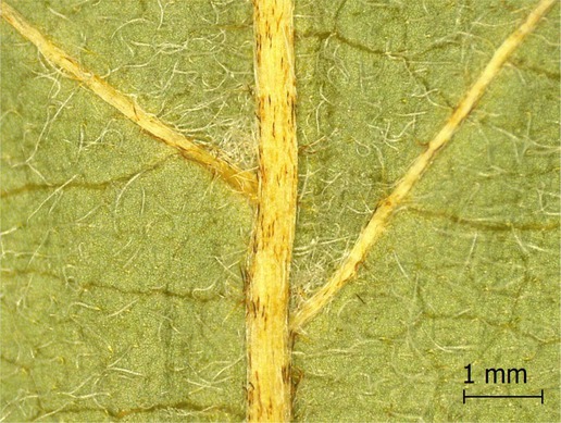 Figure 16