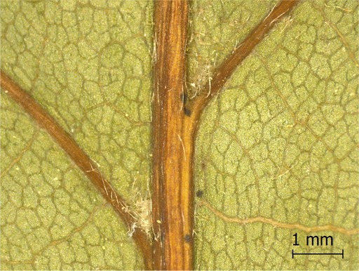 Figure 17