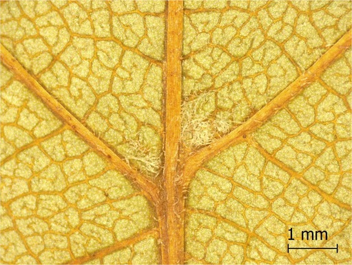 Figure 18