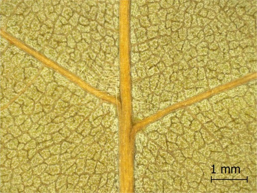 Figure 20