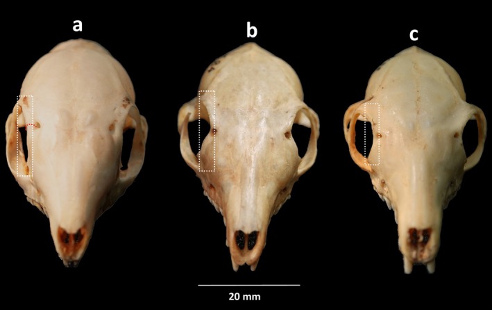 FIGURE 4