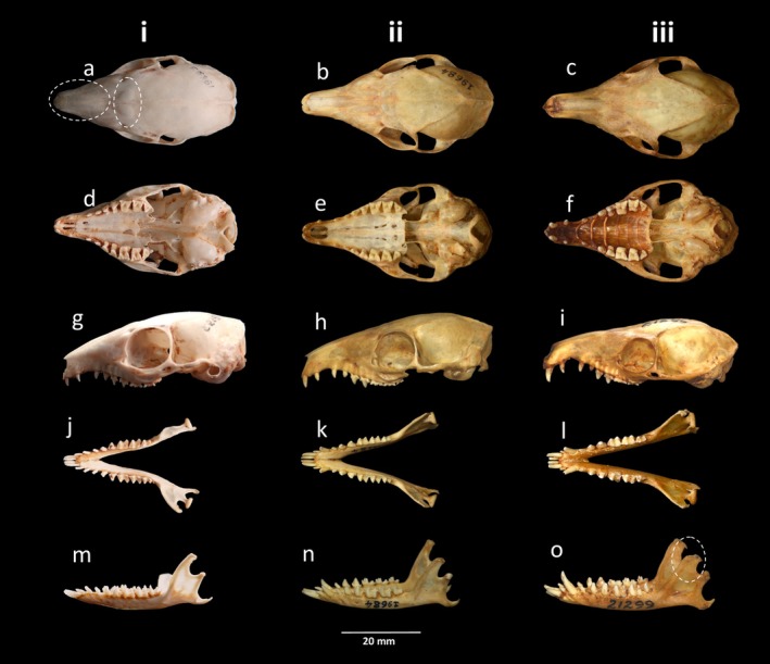 FIGURE 3