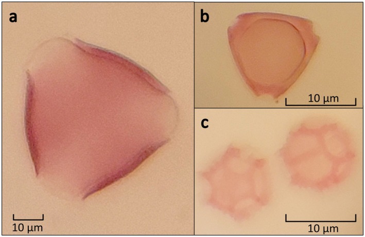 FIGURE 2