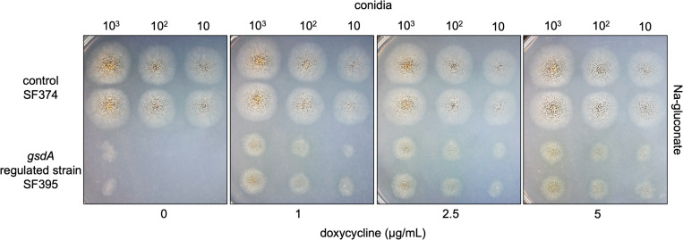 Figure 5