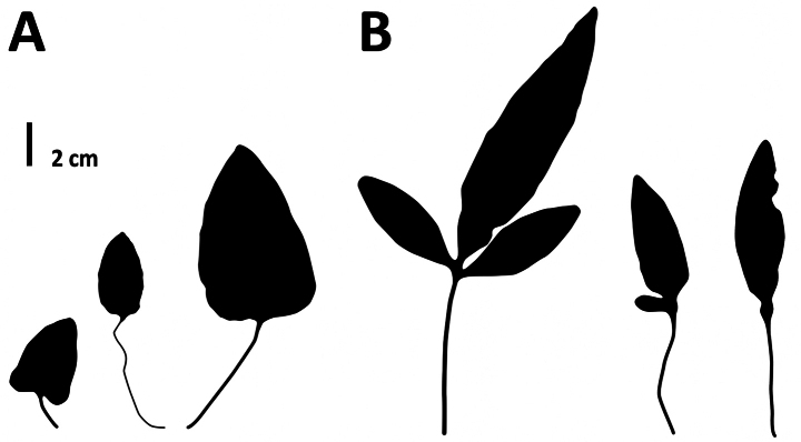Figure 14